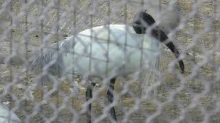 Black-headed Ibis & Straw-necked Ibis (Yukyuyama Small Zoo, Niigata, Japan) April 6, 2019