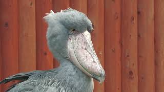 Shoebill (Kakegawa Kachouen, Shizuoka, Japan) July 30, 2022