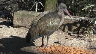 ハダダトキ (多摩動物公園) 2019年1月18日