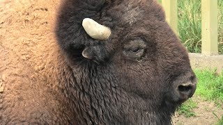 アメリカバイソン の『スティンガー』と『スミレ』 (東武動物公園) 2020年9月18日