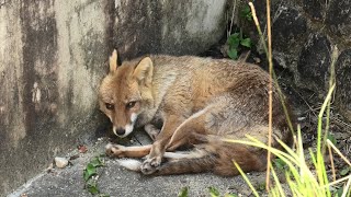ホンドギツネ (東山動植物園) 2021年7月22日
