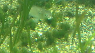 アマモを食む魚 (いおワールドかごしま水族館) 2018年7月28日