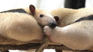 Southern tamandua (KOBE ANIMAL KINGDOM, Hyogo, Japan) April 23, 2021