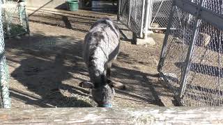 Donkey (YAGIYAMA ZOOLOGICAL PARK, Miyagi, Japan) January 20, 2018