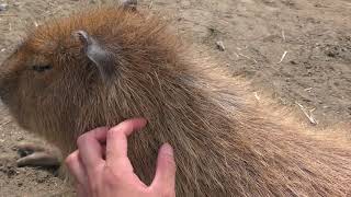 Capybara (Aloha Garden TATEYAMA, Chiba, Japan) June 17, 2018