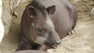 Brazilian tapir (KOBE ANIMAL KINGDOM, Hyogo, Japan) July 14, 2023