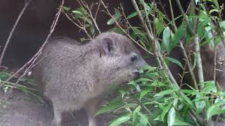 Cape Hyrax (TENNOJI ZOO, Osaka, Japan) October 19, 2021