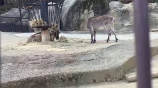 Himalayan tahr (Tama Zoological Park, Tokyo, Japan) August 27, 2017
