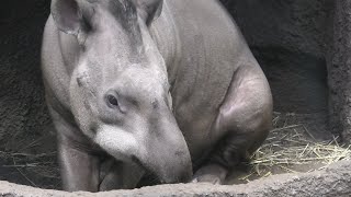 Brazilian tapir (Nasu Animal Kingdom, Tochigi, Japan) September 14, 2020