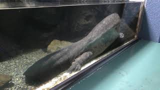 Chinese giant salamander (Saitama Aquarium, Saitama, Japan) December 9, 2018