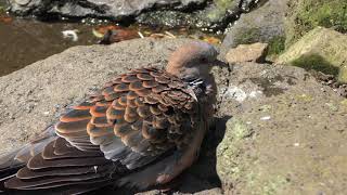 Eastern turtle dove (Izu Shaboten Zoo, Shizuoka, Japan) April 22, 2018