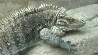 ケイマンイワイグアナ (東山動植物園) 2021年7月22日