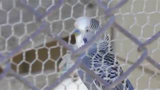 Budgerigar (Hiroyama Park, Kanagawa, Japan) August 26, 2018