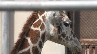 アミメキリン (周南市 徳山動物園) 2019年4月26日