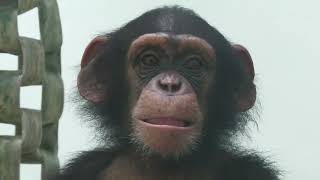 Chimpanzee (Okinawa Zoo & Museum, Okinawa, Japan) July 29, 2023