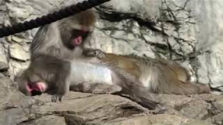 ニホンザル (よこはま動物園ズーラシア) 2017年11月23日