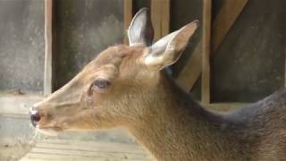 Sika (Osaki Park Children's Zoo, Saitama, Japan) July 21, 2018