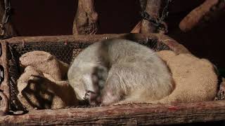 Southern tamandua (DMM Kariyushi Aquarium, Okinawa, Japan) July 29, 2023