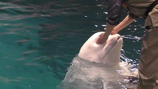 ベルーガの公開トレーニング (名古屋港水族館) 2017年11月18日