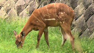 シタツンガ (千葉市動物公園) 2020年9月17日