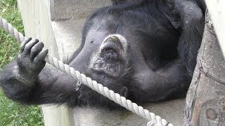 Chimpanzee (Asahiyama Zoo, Hokkaido, Japan) June 20, 2019