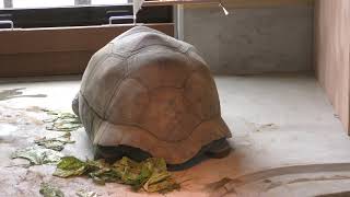 Aldabra giant tortoise (KAMINE ZOO, Ibaraki, Japan) December 4, 2018