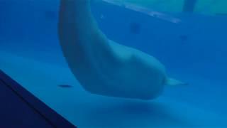 Beluga (YokohamaHakkeijima Seaparadise, Kanagawa, Japan) April 14, 2018