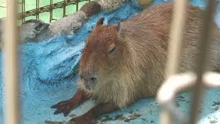 カピバラ (浦安市交通公園 動物広場) 2023年8月4日