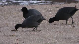 オオバン (栃木県なかがわ水遊園) 2018年12月8日