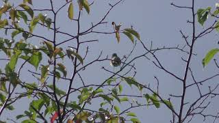 ノゴマ の鳴き声 (北海道 別海町) 2019年7月1日