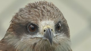 Raptor's house (Kushiro City Zoo, Hokkaido, Japan) July 4, 2019