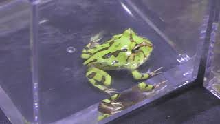 Horned frog (KimoKawaii-Exhibition in Tokyo solamachi, Japan) July 4, 2018