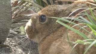 ノウサギ (周南市 徳山動物園) 2019年4月26日