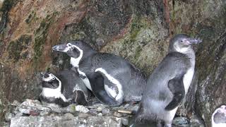 Humboldt penguin (IZU・MITO SeaParadise, Shizuoka, Japan) November 23, 2018