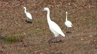 コサギ (栃木県なかがわ水遊園) 2018年12月8日