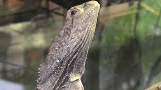 Frilled lizard (Metchaomoroi Zoo, Shiga, Japan) October 7, 2021