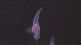 ハダカカメガイ／クリオネ (サンシャイン水族館) 2018年5月10日