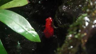 Strawberry poison frog (DMM Kariyushi Aquarium, Okinawa, Japan) July 29, 2023