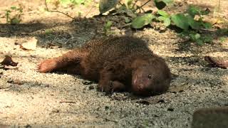 夏バテ中の コビトマングース (天王寺動物園) 2021年6月25日