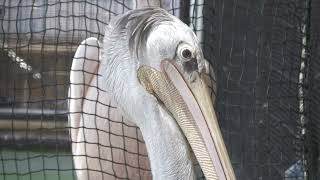 Pink-backed Pelican & White Pelican (TOBA AQUARIUM, Mie, Japan) July 17, 2022