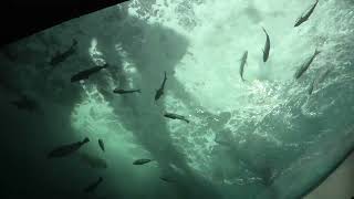 渦潮の景 (四国水族館) 2021年8月4日