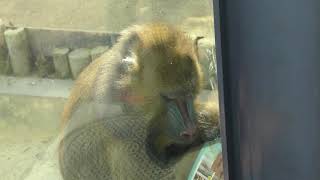 Mandrill Family (Kyoto City Zoo, Kyoto, Japan) November 5, 2017
