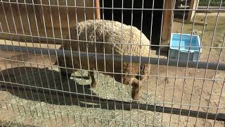 Sheep (Wakayama Park Zoo, Wakayama, Japan) December 24, 2018