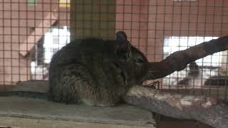 Degu (Rakujuen, Shizuoka, Japan) July 31, 2022