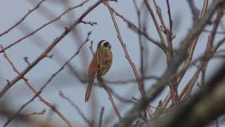 ホオジロ (滋賀県蒲生郡竜王町) 2019年10月31日