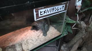 Tenrec & Lesser hedgehog tenrec (Metchaomoroi Zoo, Shiga, Japan) October 7, 2021