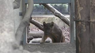Fossa (Ueno Zoological Gardens, Tokyo, Japan) January 8, 2018