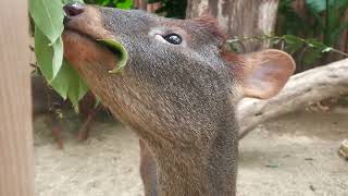 Pudu (KOBE ANIMAL KINGDOM, Hyogo, Japan) October 24, 2021