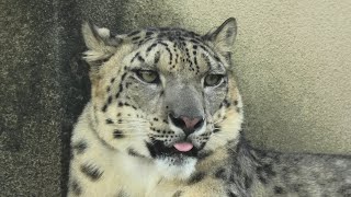 Snow leopard (Oji Zoo, Hyogo, Japan) August 4, 2020