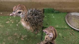 Common ostrich Chick (Ostrich Kingdom Ishioka Farm, Ibaraki, Japan) July 16, 2018